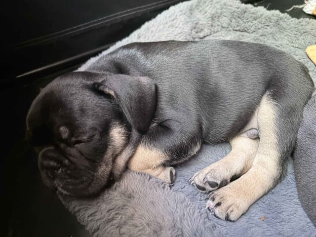 French Bulldog Puppies media 9