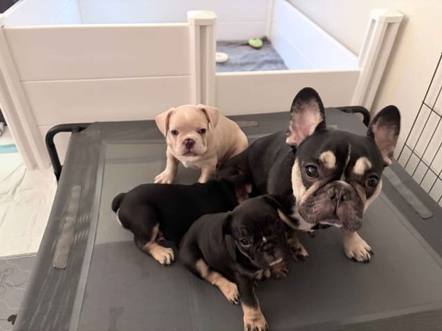 French Bulldog Puppies media 21