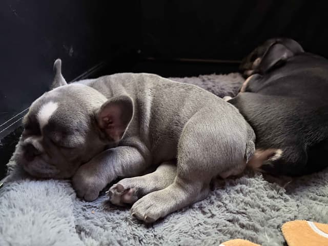 French Bulldog Puppies media 14