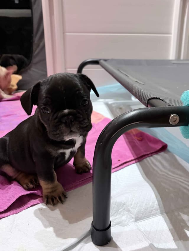 French Bulldog Puppies media 5