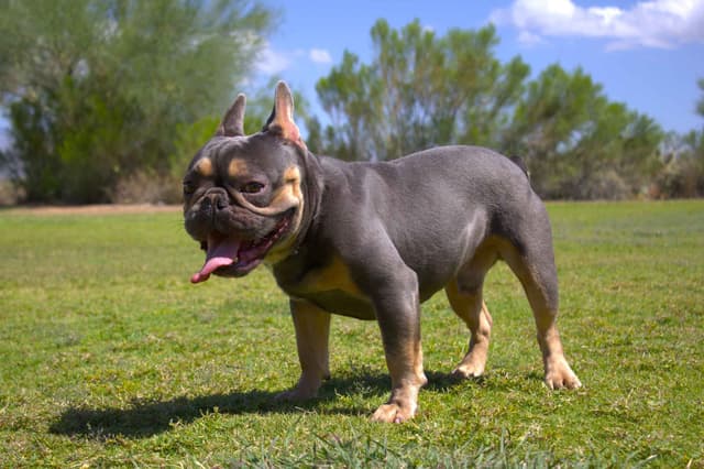 French Bulldog Puppies media 25