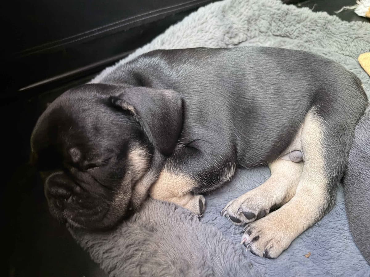 French Bulldog Puppies breeder image 16