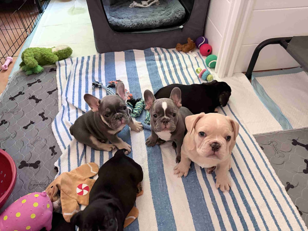 French Bulldog Puppies breeder image 2