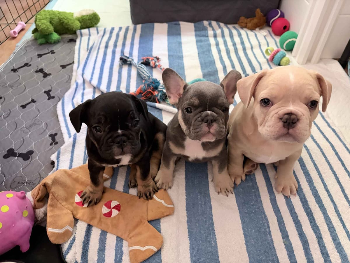 French Bulldog Puppies breeder image 4