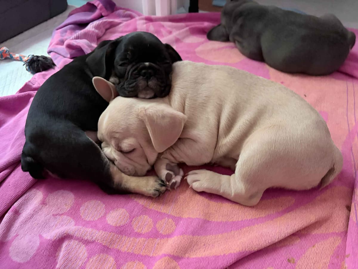 French Bulldog Puppies breeder image 11