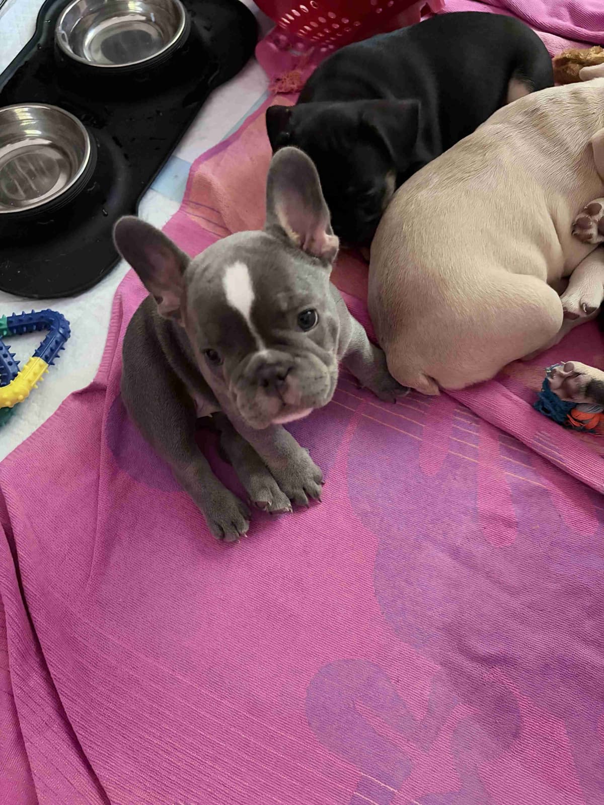 French Bulldog Puppies breeder image 21