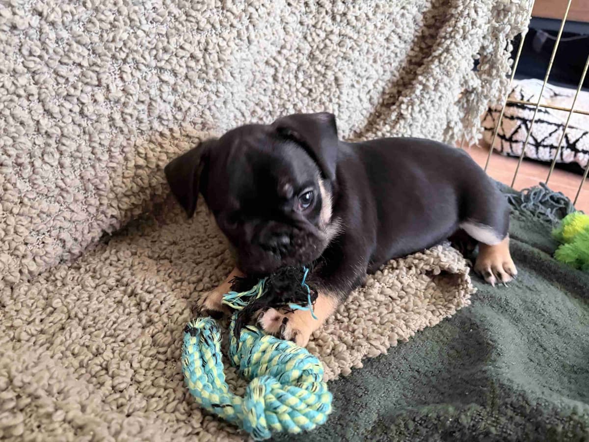 French Bulldog Puppies breeder image 17