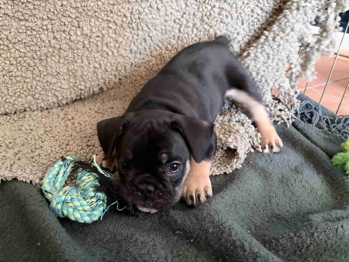 French Bulldog Puppies breeder image 18