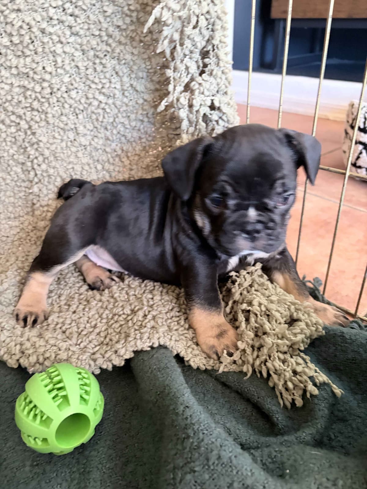 French Bulldog Puppies breeder image 15