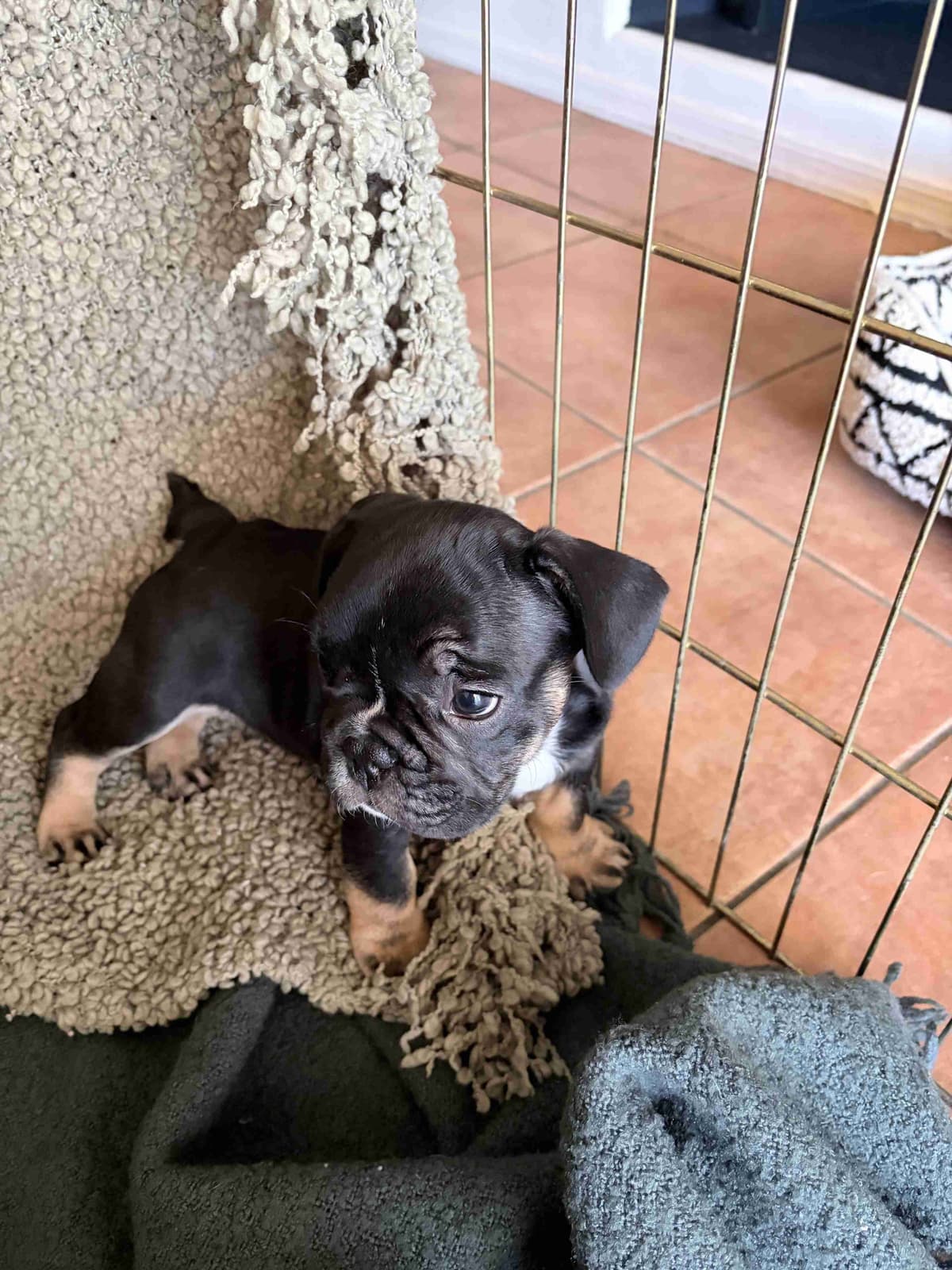 French Bulldog Puppies breeder image 14