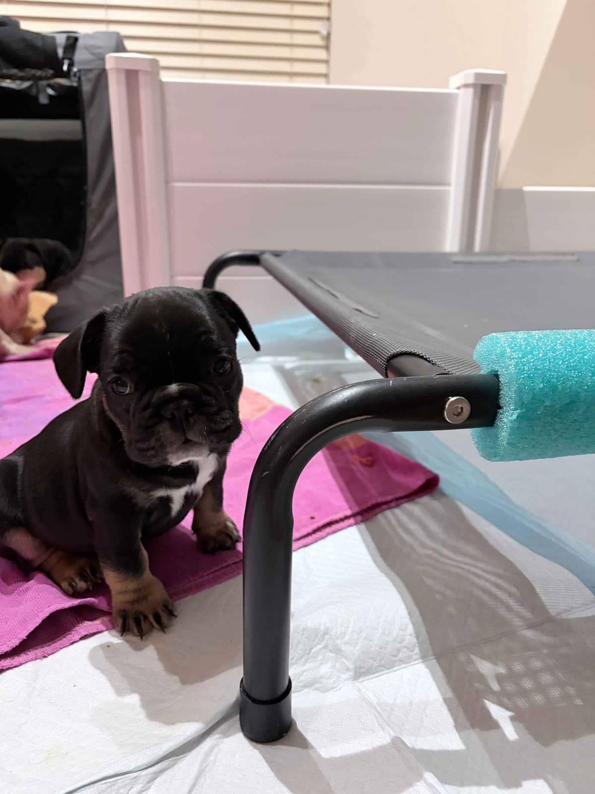 French Bulldog Puppies breeder image 13