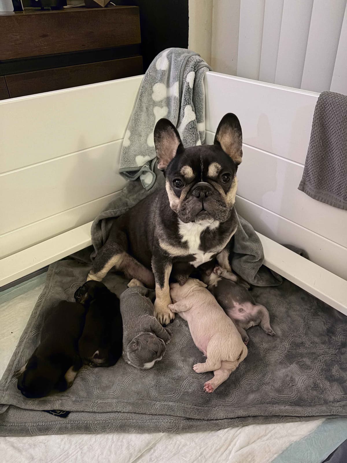 French Bulldog Puppies breeder image 5