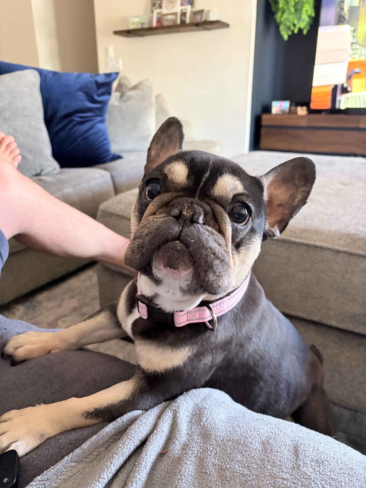French Bulldog Puppies breeder image 24
