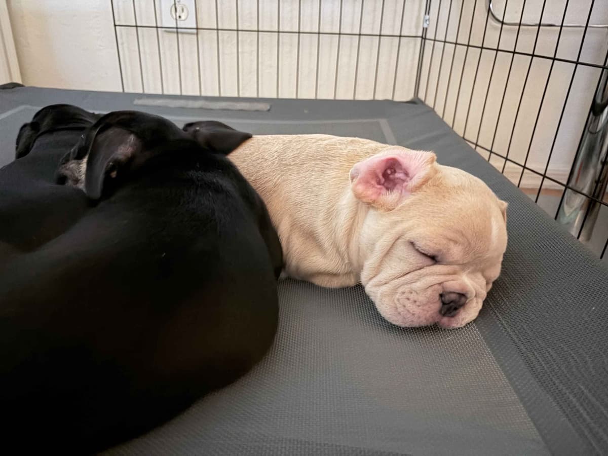 French Bulldog Puppies breeder image 10