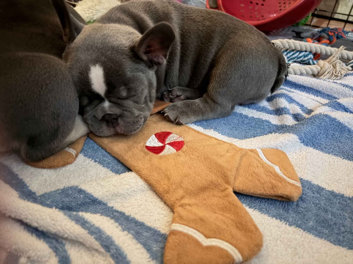 French Bulldog Puppies breeder image 22