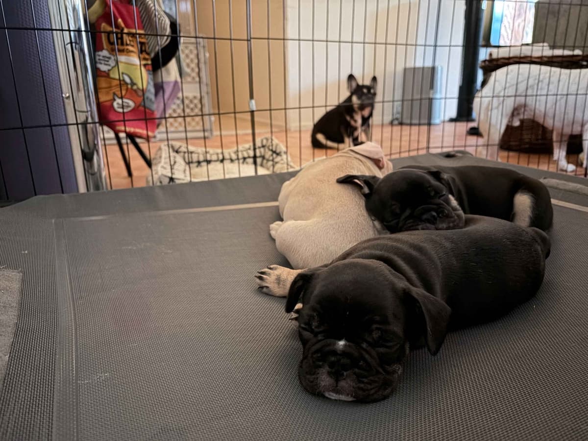 French Bulldog Puppies breeder image 12