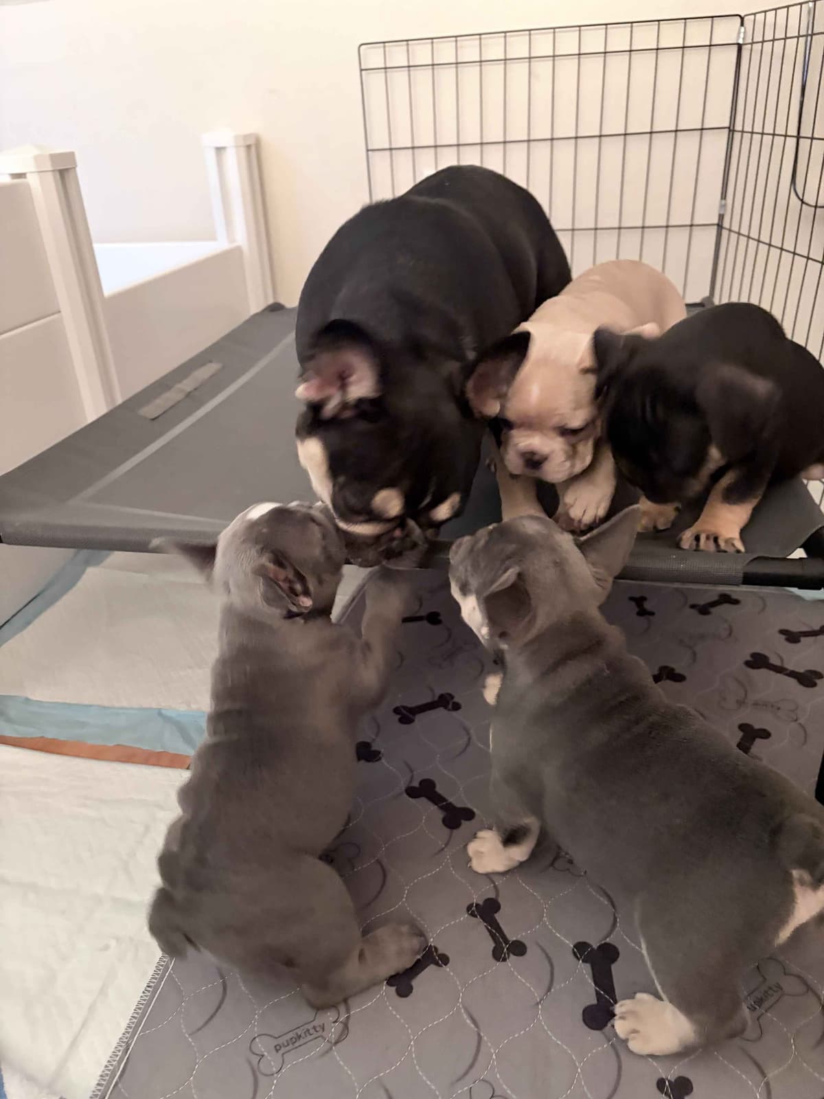 French Bulldog Puppies breeder image 7