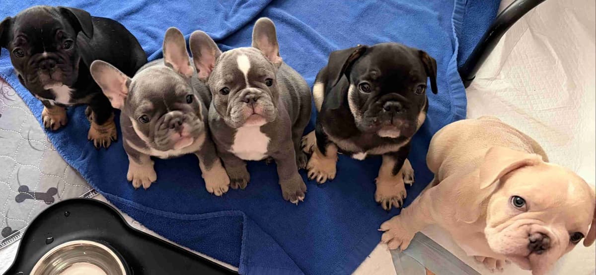 French Bulldog Puppies breeder image 1
