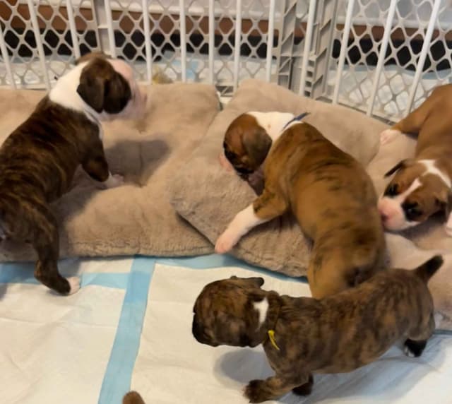 Boxer Puppies media 6