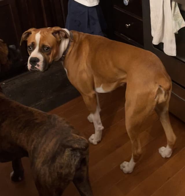 Boxer Puppies media 7