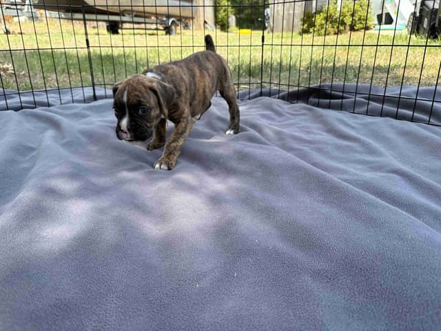 Boxer Puppies media 2