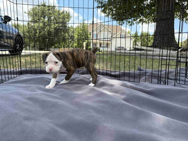 Boxer Puppies media 3