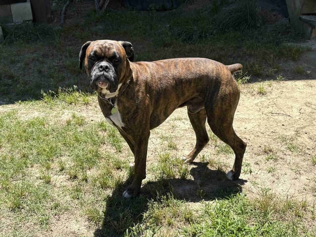 Boxer Puppies media 8