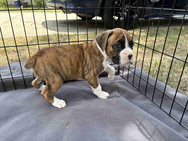 Boxer Puppies media 4