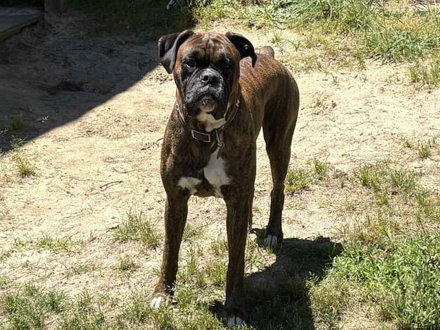 Boxer Puppies media 9