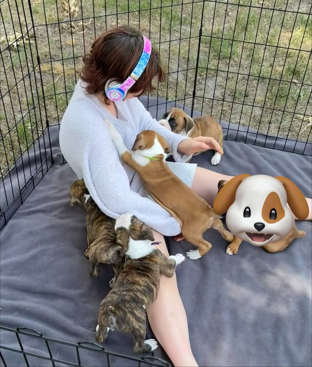 Boxer Puppies media 5