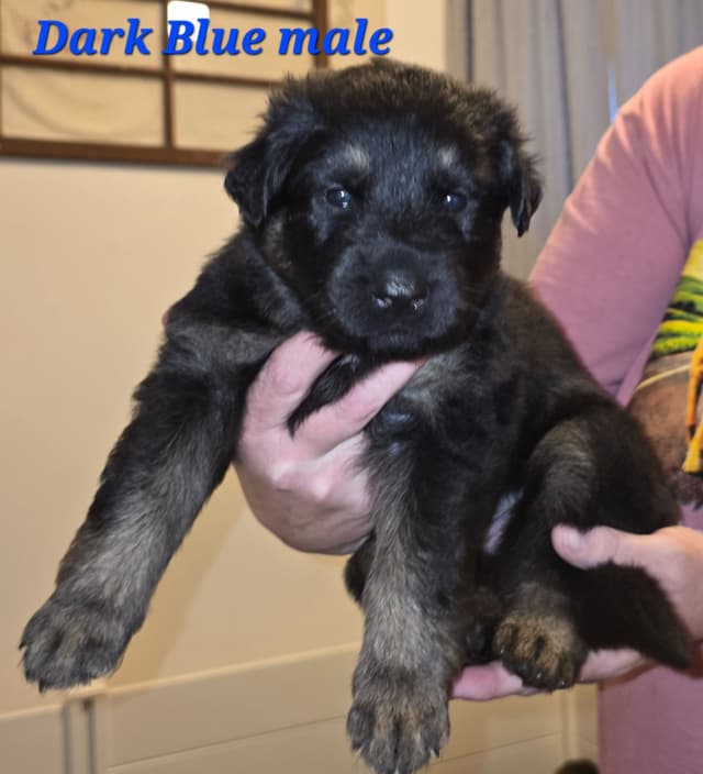 German Shepherd Dog Puppies media 2