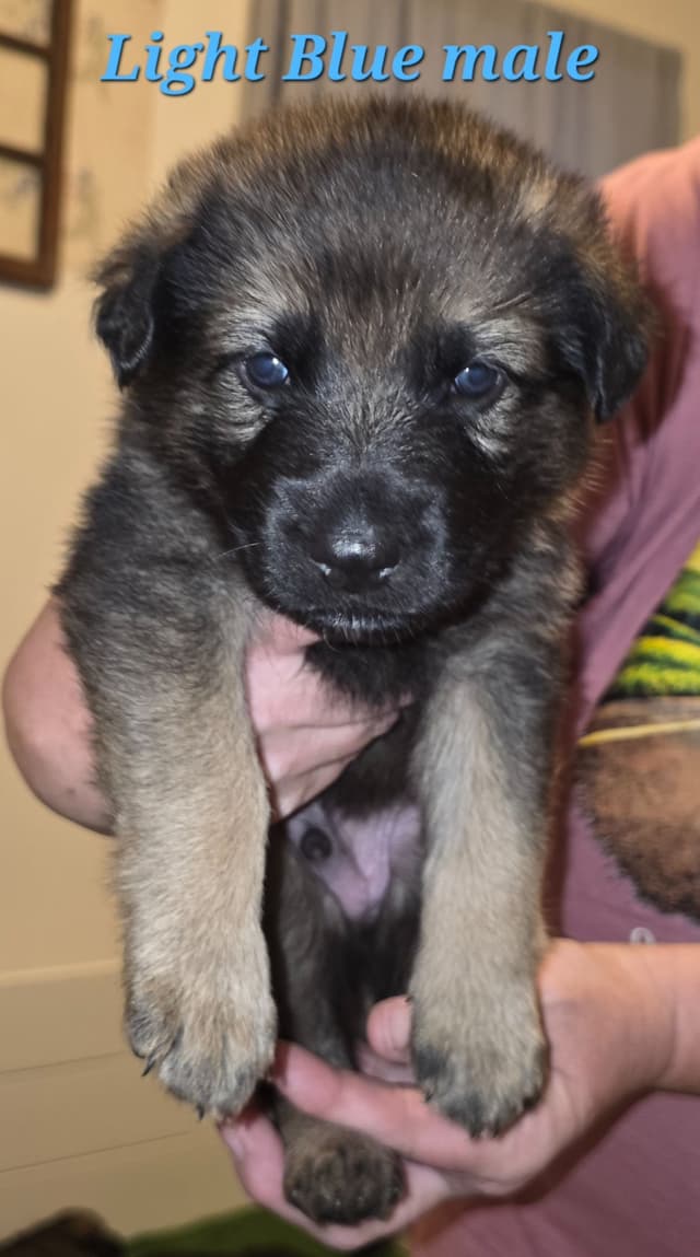 German Shepherd Dog Puppies media 3