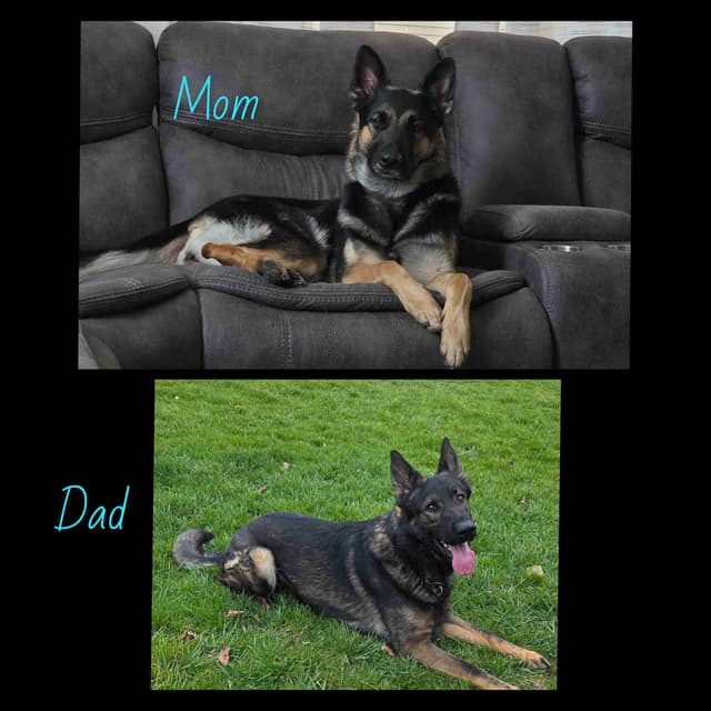 German Shepherd Dog Puppies media 5