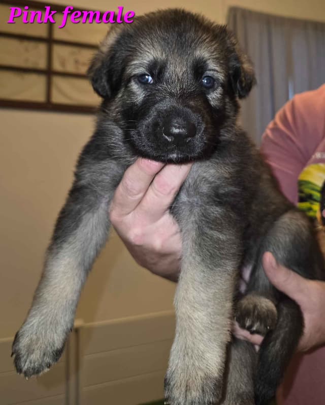 German Shepherd Dog Puppies media 6