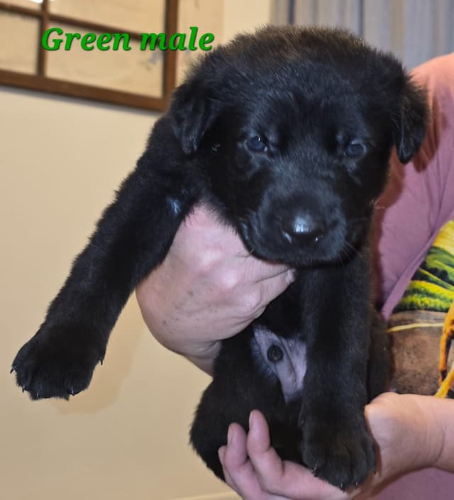 German Shepherd Dog Puppies media 4