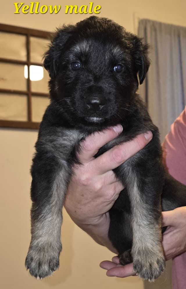 German Shepherd Dog Puppies media 7