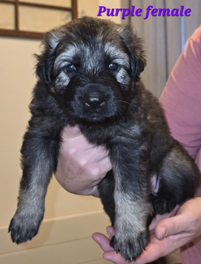 German Shepherd Dog Puppies media 8
