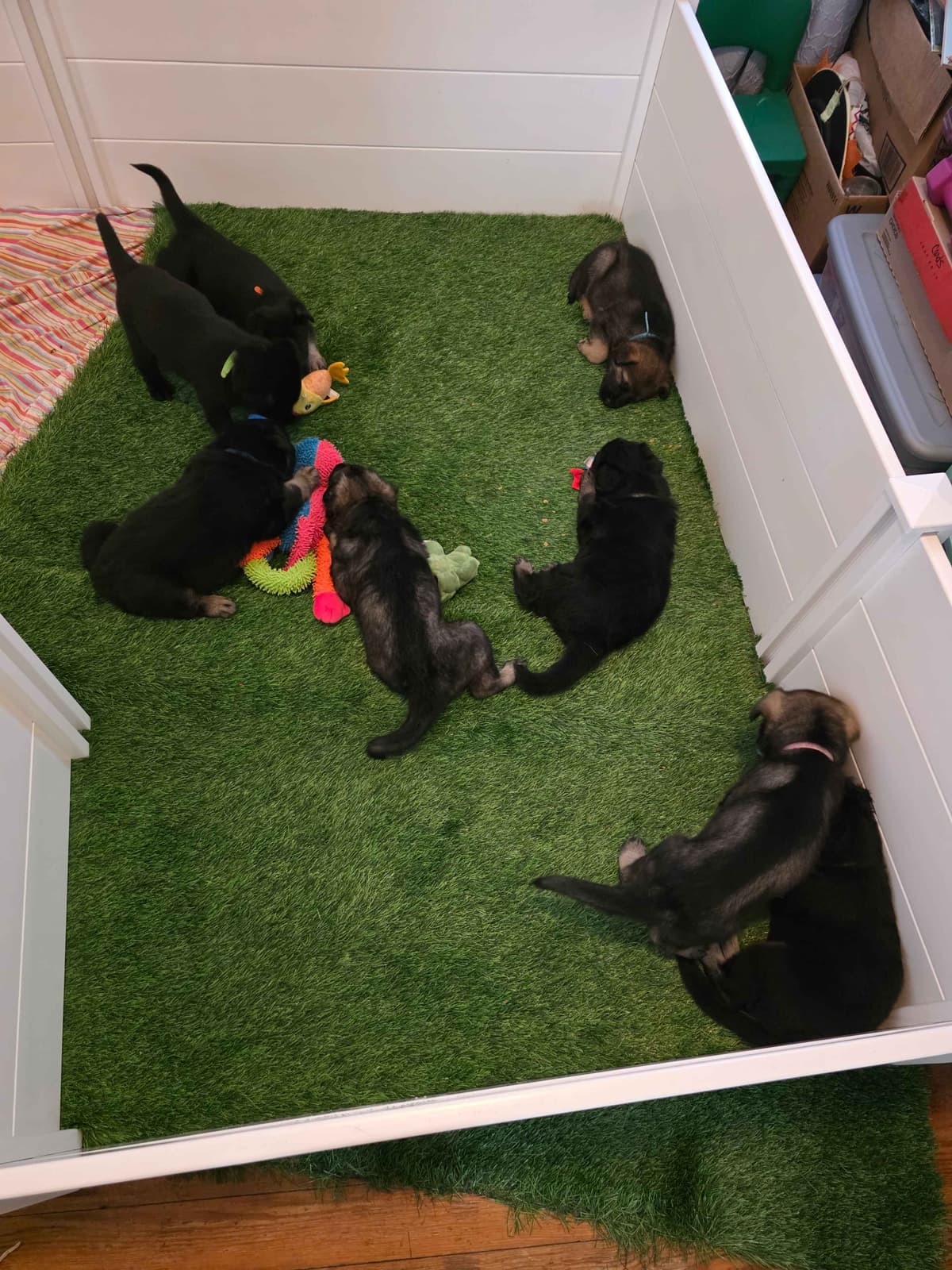 German Shepherd Dog Puppies breeder image 2