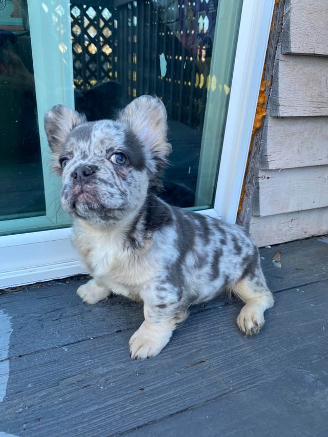 French Bulldog Puppies media 2