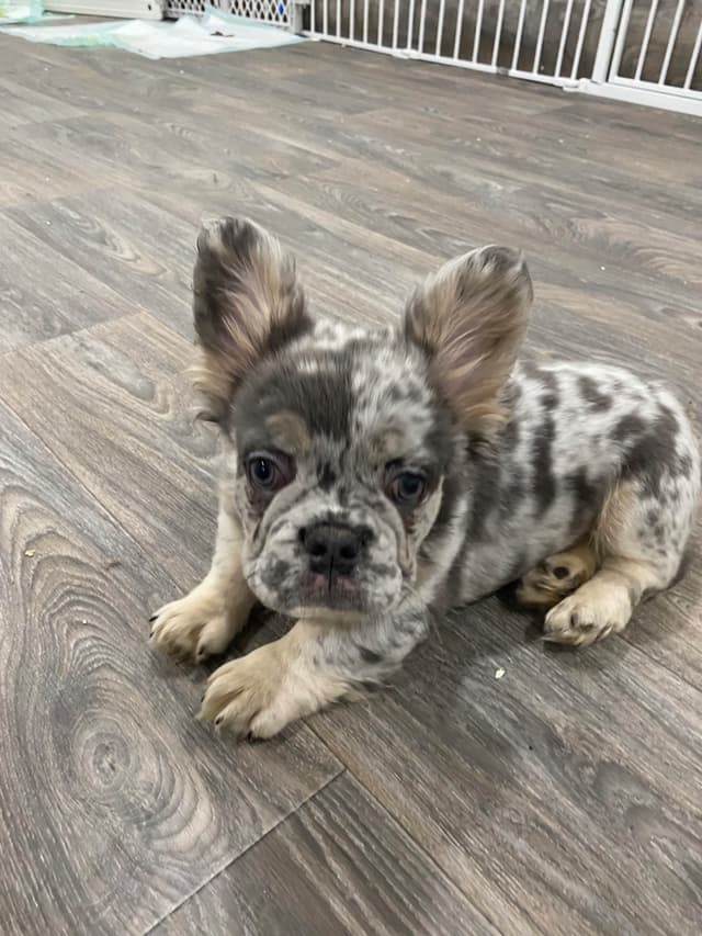 French Bulldog Puppies media 3
