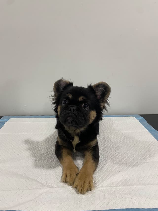 French Bulldog Puppies media 4
