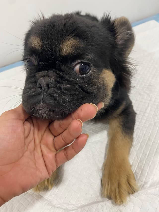 French Bulldog Puppies media 6