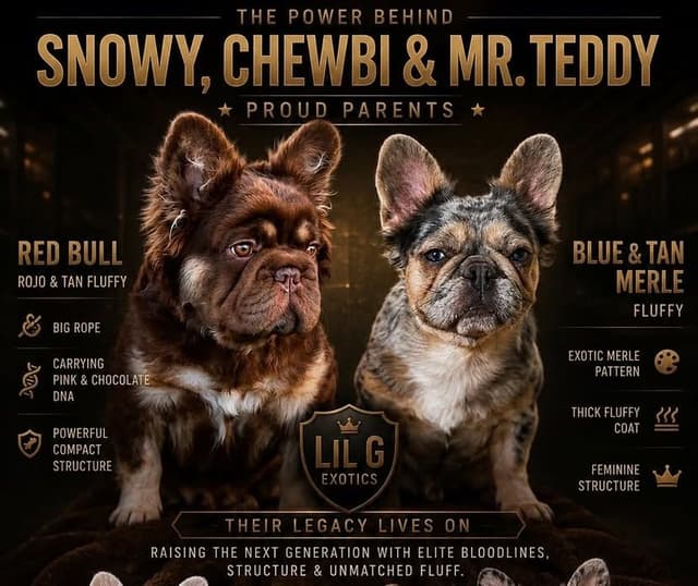 French Bulldog Puppies media 7