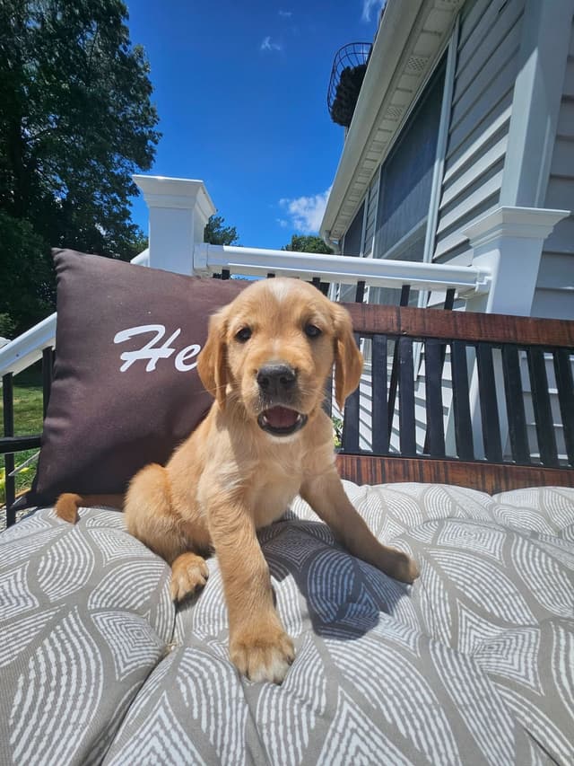 Golden Retriever Puppies media 2