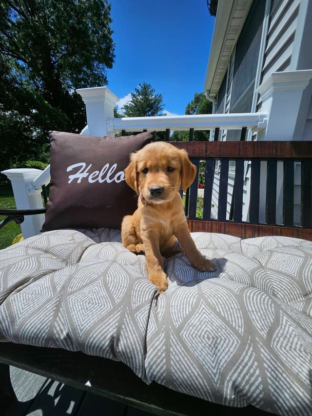 Golden Retriever Puppies media 7