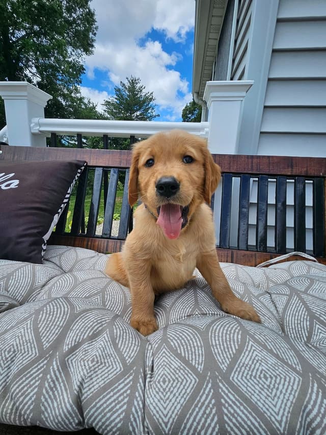 Golden Retriever Puppies media 3