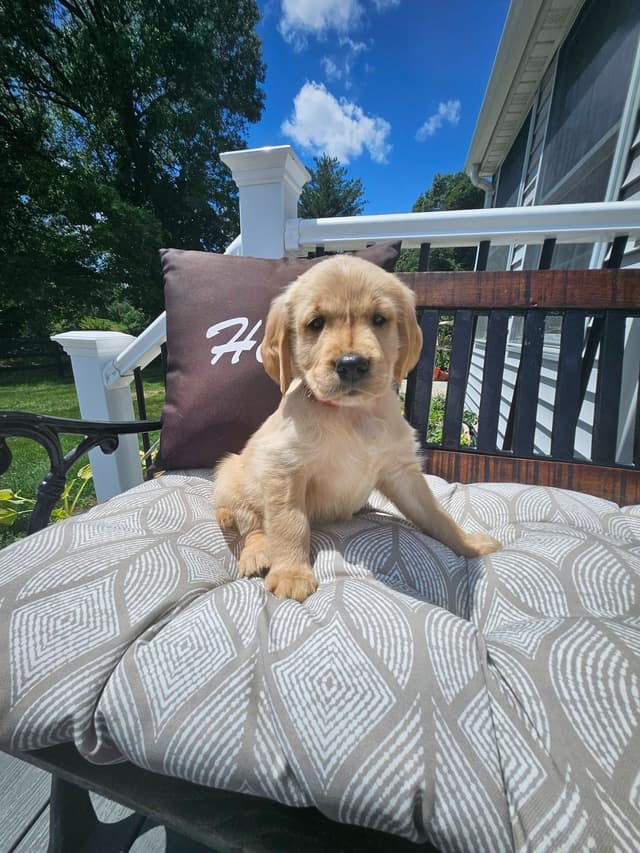 Golden Retriever Puppies media 8