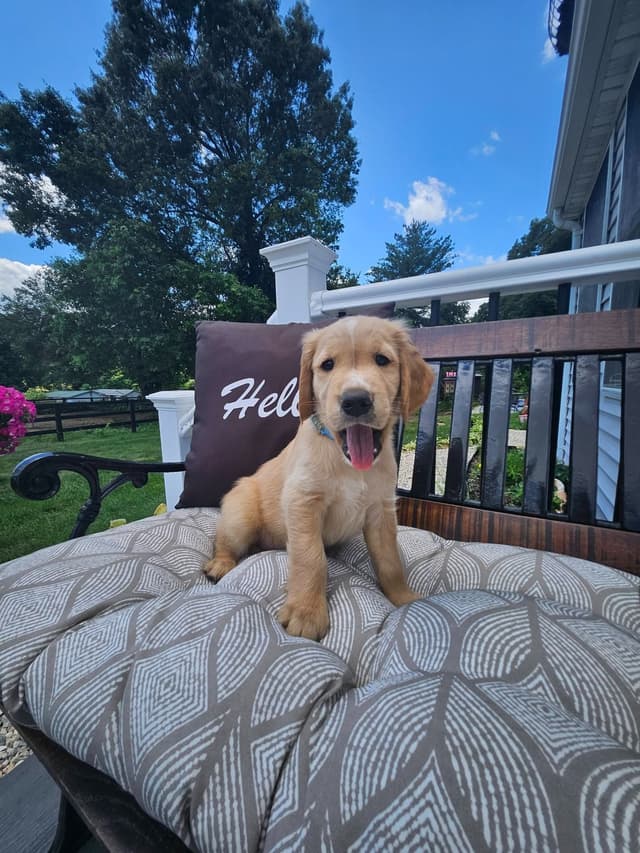 Golden Retriever Puppies media 6