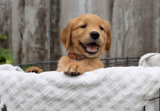 Golden Retriever Puppies media 9