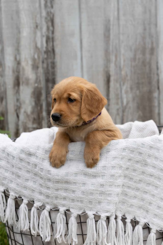 Golden Retriever Puppies media 12